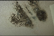Mold Rumors Prompt Testing in Stroudsburg Intermediate Elementary, My...