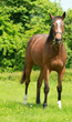 Horse Trailer Insurance Quotes Now Delivered to U.S. Residents Through...