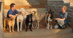 Nashville pet boarding