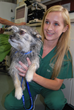 Board Certified Veterinary Dermatologists Debunk the Myths About Pet...