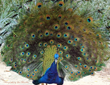 USDA Announced Cutest Bird Contest Winners for February