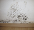 Mold Already Costs West Lafayette City Hall $40K for Remediation...