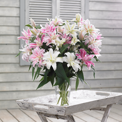 Double Oriental lily from Longfield Gardens