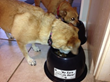 Attention Dog Lovers Who Have Messy Dogs