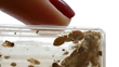 Bed Bugs Plague an Apartment Complex in Maine, My Cleaning Products...