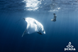 Six Ways Amy Ippoliti Wants You to Help With Our Oceans