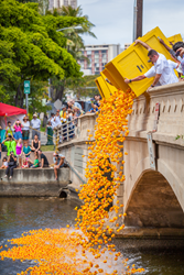 Ducks pour into Ala Wai Canal off the Kalakaua Ave. bridge