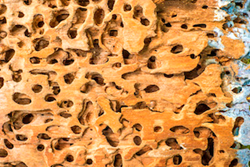 st. louis exterminators, st. louis extermination, exterminators St. Louis