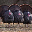 New Virginia Full Online Hunter Ed Course Ideal for New Turkey Hunters