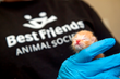 How People Can Best Help Kittens of Community Cats: Best Friends...