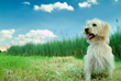 The Pet Concierge Launches “My Pet Lives On” to Help Grieving Pet...