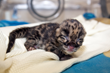 Denver Zoo Welcomes First Clouded Leopard Births