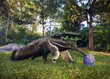 Wild Animals Hunt for Easter Eggs in Naples Zoo at Caribbean Gardens