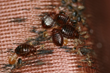 Bed Bugs Strike Milwaukee Apartment Building, My Cleaning Products...