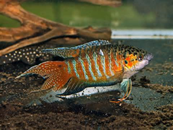 natural mosquito control for summer ponds