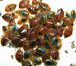 Bed Bug Plague Two Jefferson City Housings, My Cleaning Products...