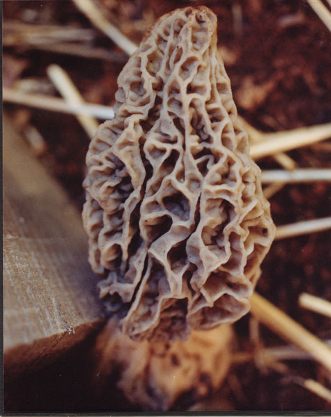 25 Years of Backyard Morel Mushroom Cultivation