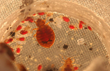 Bed Bugs Cost Fargo Shelter $25K, My Cleaning Products Shares Tips How...