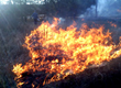 Fire Is Good for Prairie: Mark Leach Discusses His Research at the...