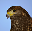 Learn About Totems and Power Guides With PsychicsForetell.com's...