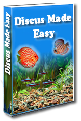 discus made easy review