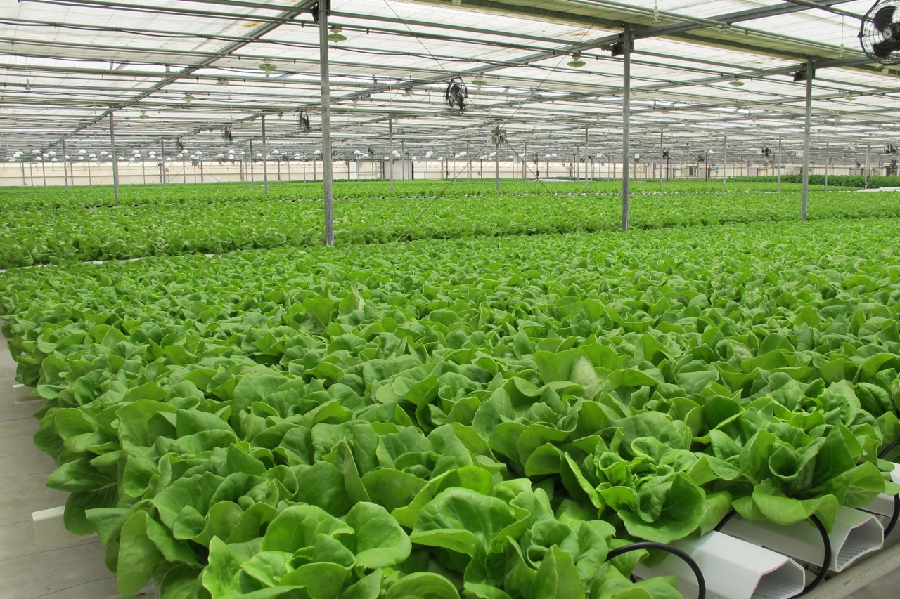 American Hydroponics Celebrates 30 Years Of Growing And Innovation