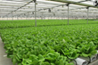 American Hydroponics Celebrates 30 Years of Growing and Innovation