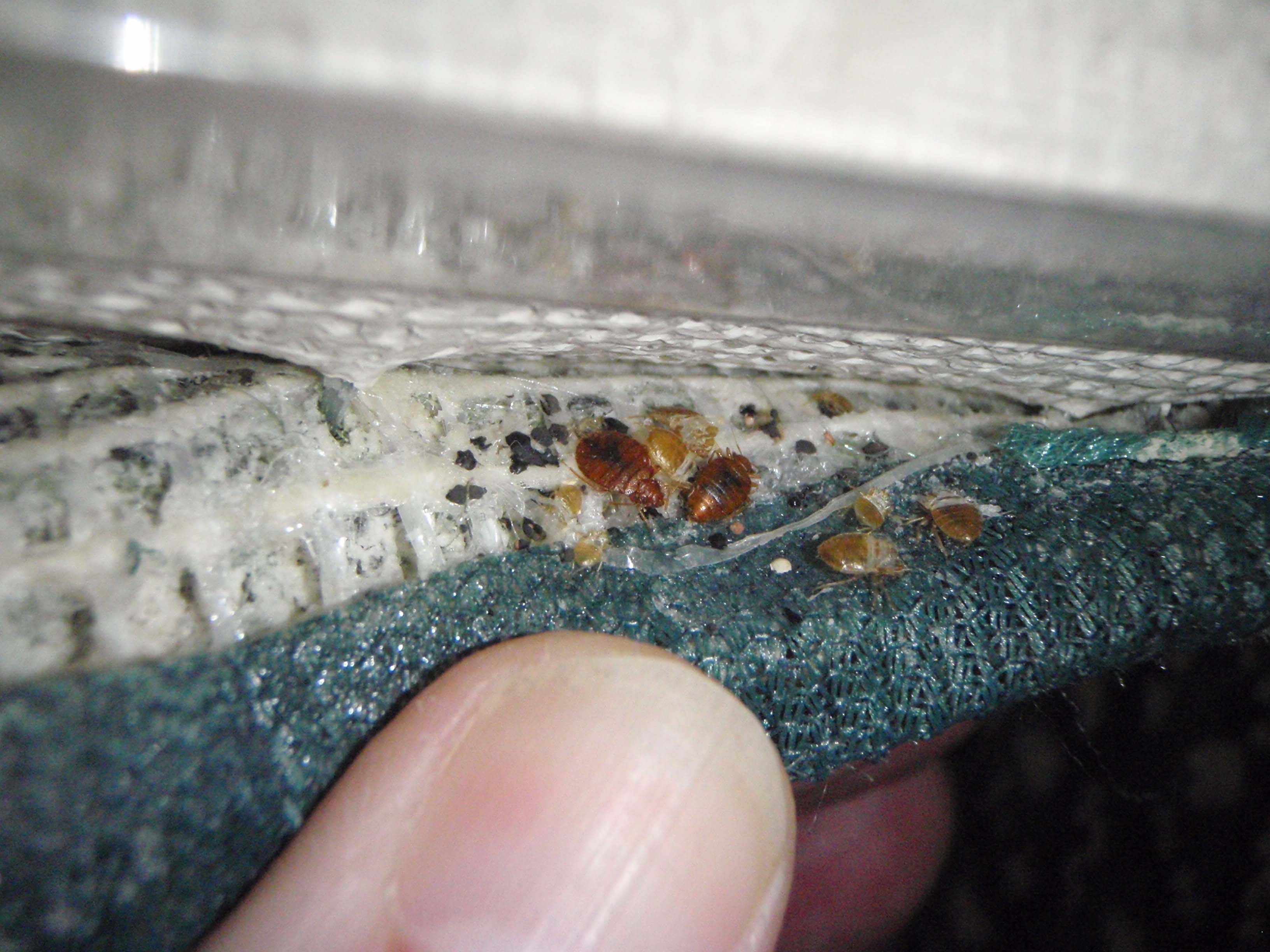 bed bugs found in one area of mattress