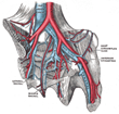 Northeast Houston Vein Center Educates Doctors on Pelvic Congestion...