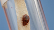 Bed Bugs Shut Down Summit County Welfare Office, My Cleaning Products...