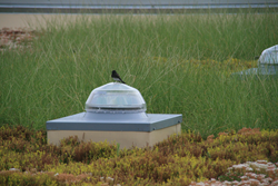 GreenRoofsRestoreHabitat