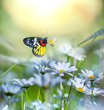 Mick's Exterminating Offers Tips on Springtime Outdoor Pest...