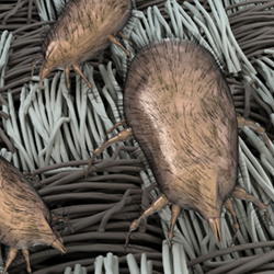 Dust mite allergies