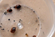 Officials Confirm Presence of Bed Bugs in NC Marine Base, My Cleaning...