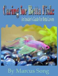 caring for betta fish review