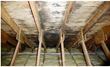 Fixing Minor Roof Damage Can Stop Major Damage Later; Announced Rhyne...