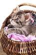 Pets Best Releases List of Bizarre Cat Insurance Claims