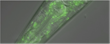 JH Technologies Provides Support to Dillin Lab at UC Berkeley