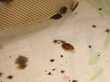 Customer Complains of Bed Bugs in San Antonio Motel; My Cleaning...