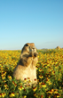 BRIT® Celebrates the North Texas Native Prairies with its Third...
