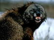 EurekaMag.com Publishes 3,260 New Articles on the Wolverine