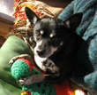 The Story of “Chico” the Chihuahua Is a Reminder to Pet Owners of the...