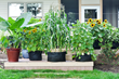 New Gardening Company Grows and Goes National on Earth Day