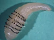 EurekaMag.com Publishes 765 New Articles on Parasites
