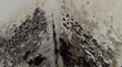 Mold Worries Treasure Island Residents, My Cleaning Products Suggests...