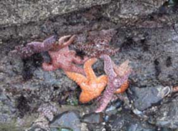 Starfish in Shoreline Ecology