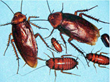 Cockroaches and Sanitation Issues Force Closure of Manhattan...