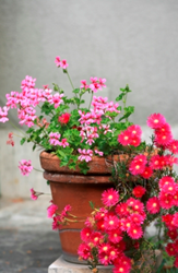 Create lasting containers for Mother’s Day