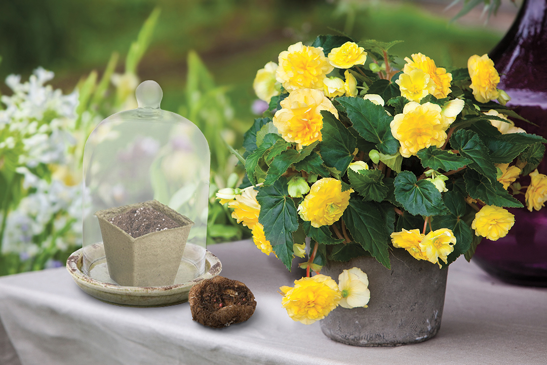 New Spring Bulb Kits Just in Time for Mother’s Day