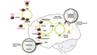 JayMac Pharmaceuticals Releases Case Study: Treating Teen Depression...